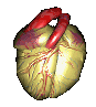 Gif de anatomia