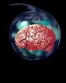 Gif de anatomia