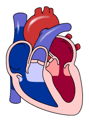 Gif de corazon humano
