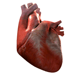 Gif de corazon humano
