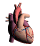 Gif de corazon humano