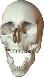 Gif de craneo humano