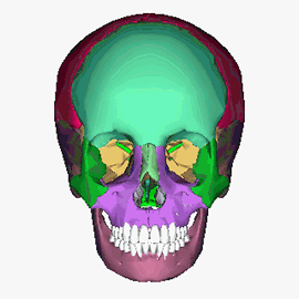Gif de craneo humano