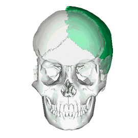 Gif de craneo humano