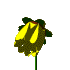 Flor Amarilla