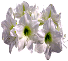 Amaryllis Blanca