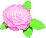 Camelia Rosa