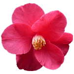 Camelia