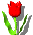 Flor