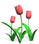 Tulipanes