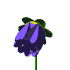 Flor