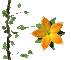 Flor