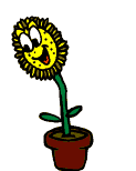 Girasol