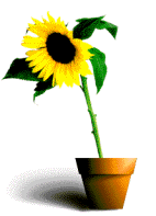 Girasol animado