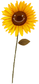 Girasoles