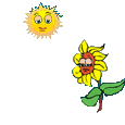 Girasoles