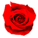 Rosa Roja