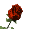 Rosa Roja