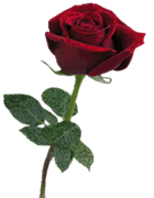 Rosas