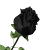 Rosa Negra