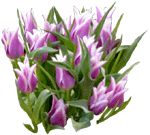 Tulipan