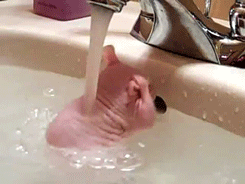 gif de cerdito limpio