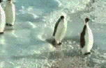 pinguinos