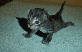 Gif Gato