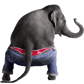 elefante gracioso