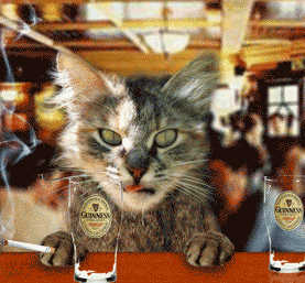 gato en el bar
