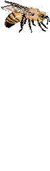Gif de abeja
