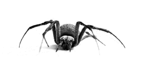 Gif de araña