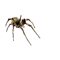 Gif de araña
