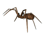 Gif de araña