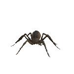 Gif de araña