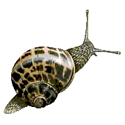 Gif de caracol