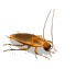 Gif de cucaracha