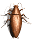 Gif de cucaracha