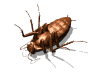 Gif de cucaracha