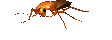 Gif de cucaracha