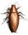 Cucaracha