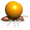 Gif de hormiga