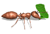 Gif de hormiga