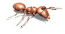 Gif de hormiga