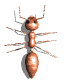 Gif de hormiga
