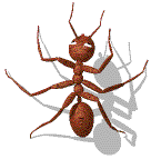Gif de hormiga