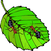 Gif de hormiga