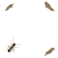 Gif de hormiga