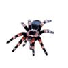 Gifs de tarantulas