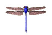 Gif de libelula